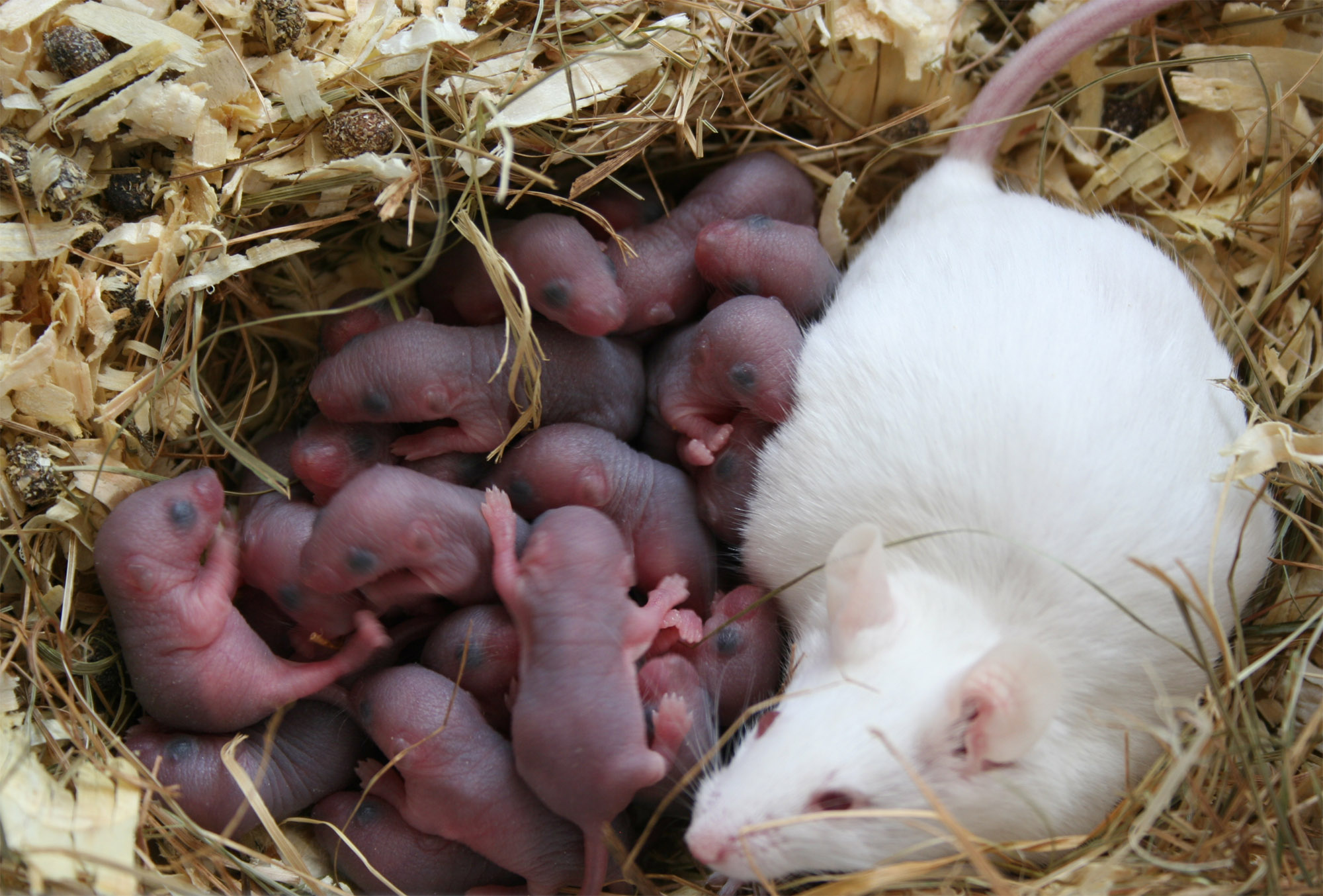 Nati topi senza fecondare gli ovuli