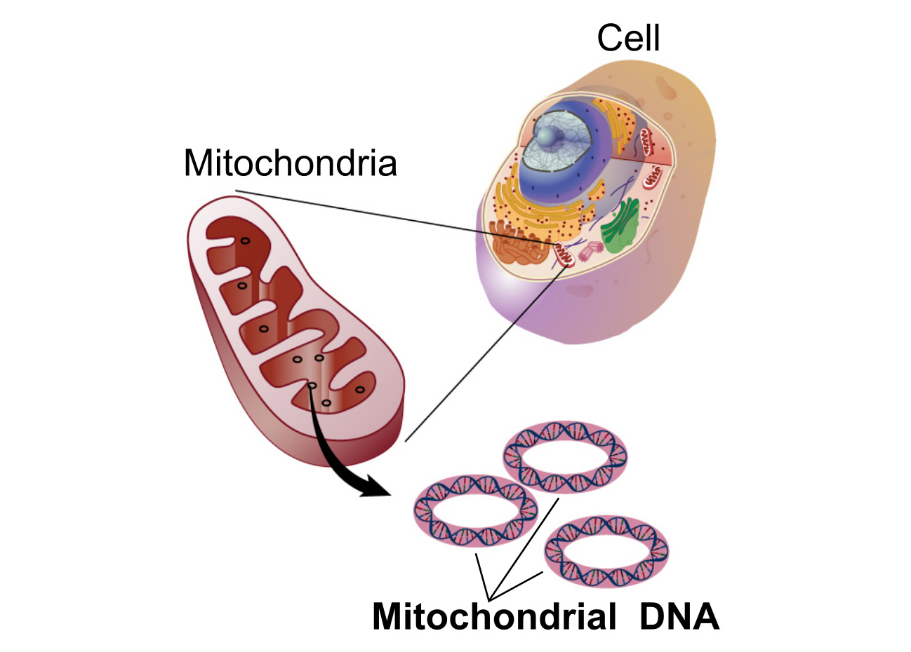 il mio bimbo ha i tuoi mitocondri